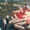 Top Quality Fiber Reinforced Wean Farrowing Rearing Warm Pig Sow Feed Save Rubber Mat